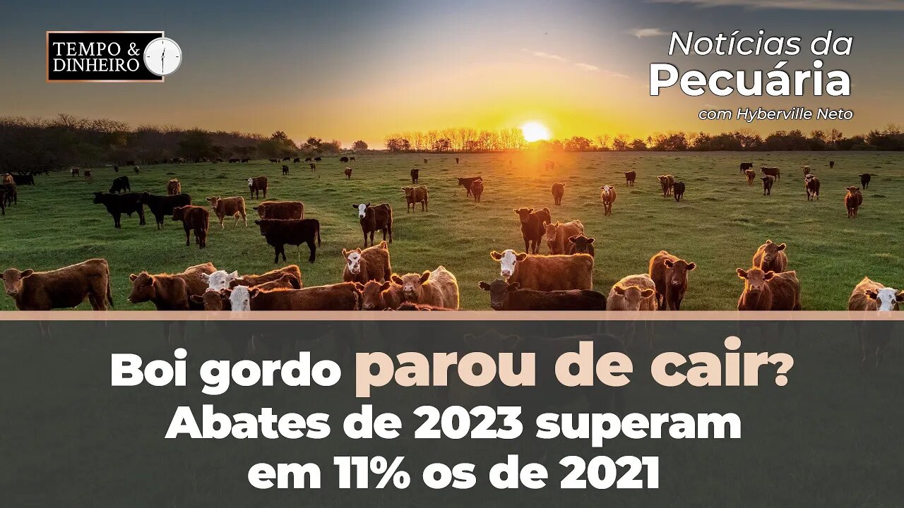 Boi gordo parou de cair? Abates de 2023 superam em 11% os de 2021. Hyberville Neto comenta