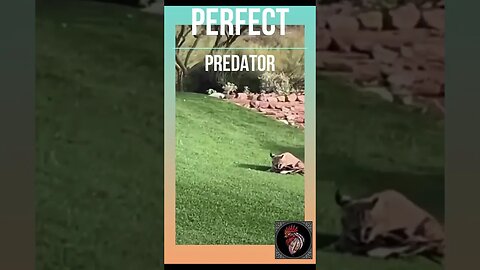 PERFECT predator