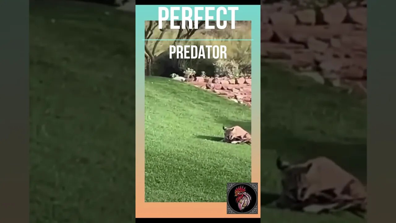 PERFECT predator