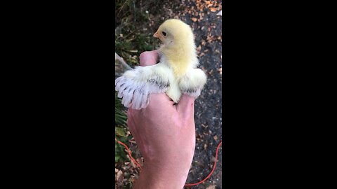 Baby chick getting Her feathers