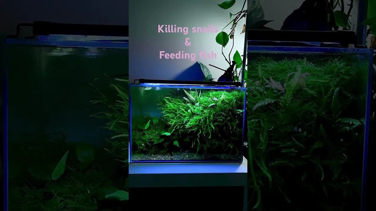 Nature aquarium therapy #plantbased #plants #plantedtank #plantedtanks #plantedtanksforever #fish