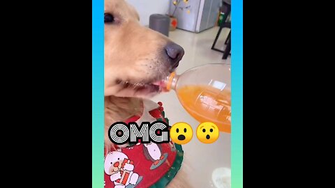 OMG😮😮 || My dog so smart ||🐕🐕 smart dog video in 2021 ||