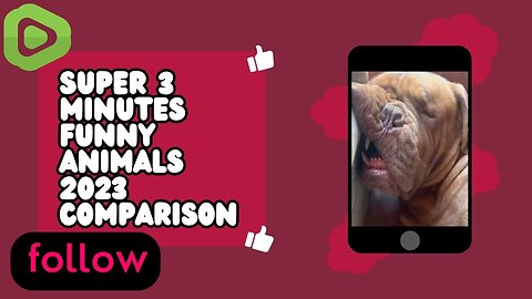 SUPER 3 MINUTES FUNNY ANIMALS 2023 COMPARISON