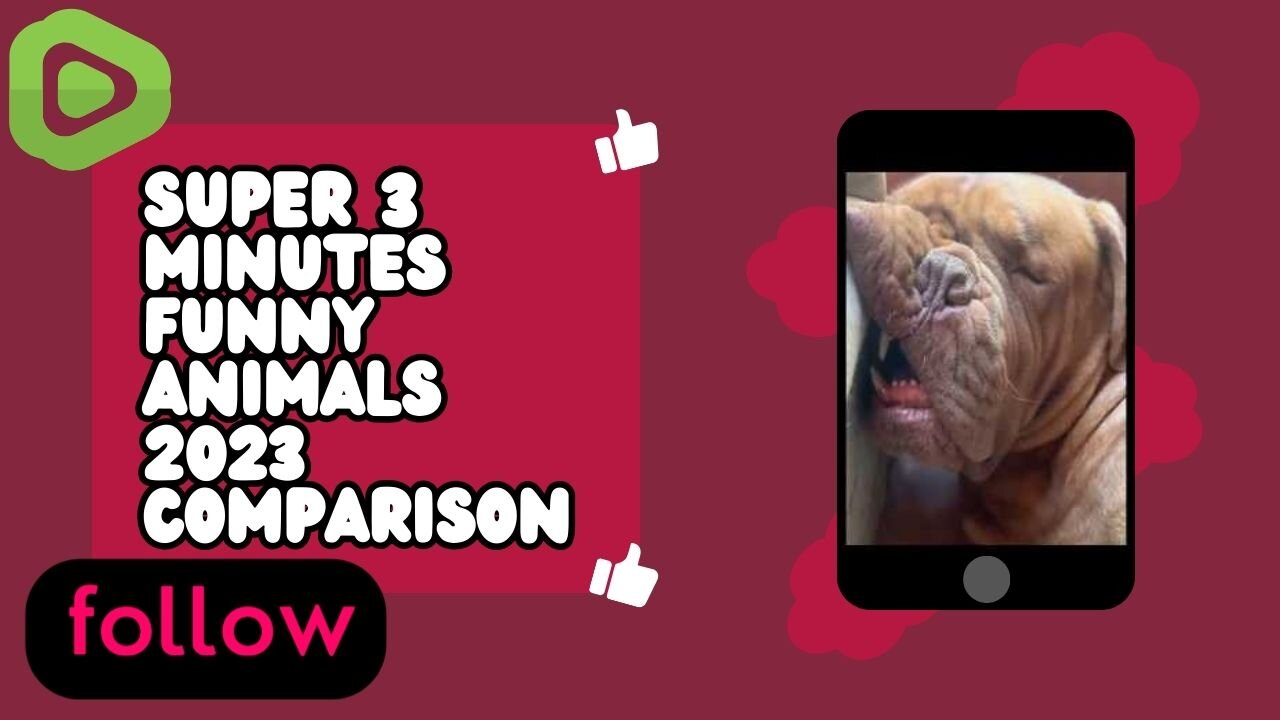 SUPER 3 MINUTES FUNNY ANIMALS 2023 COMPARISON