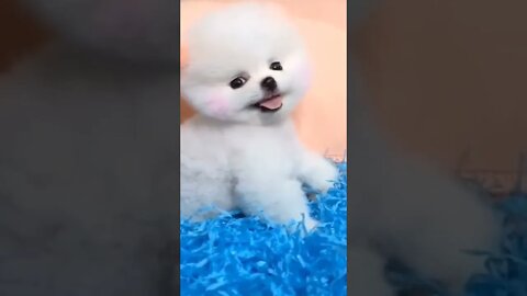 WHY.ARE.YOU.SO.CUTE??? #Puppy #Dogs #Shorts #Puppyvideo #Shortvideo #dog #doglover #cutedog #puppylo