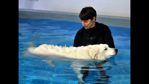 Teaching My Dogs How To Swim