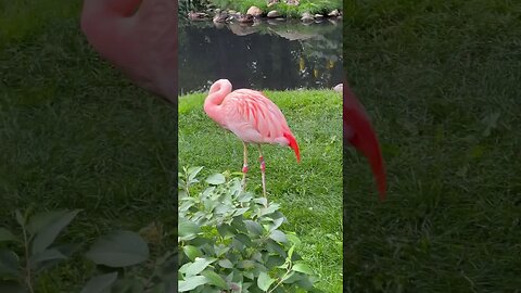 Pretty Flamingos 🦩 #shorts #flamingo #zoo #enterthecronic