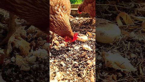 Scraps Day #chickens #farmlife #kelpie