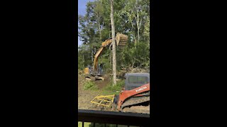 Excavator 2-0 vs big trees