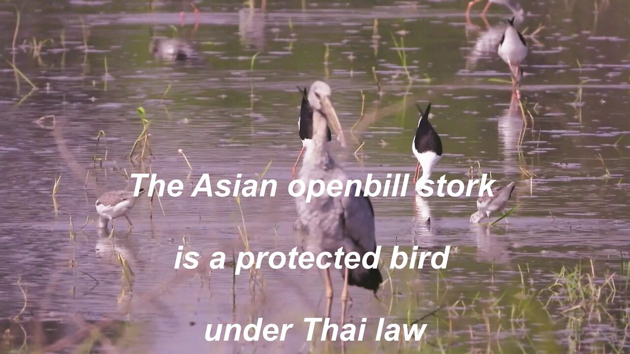 The Asian openbill or Asian openbill stork is a protected bird under Thai law.