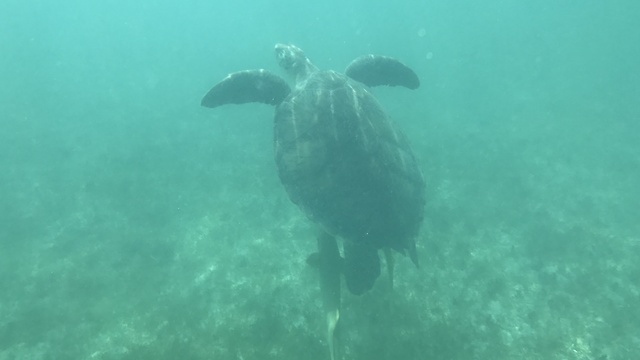 Sea Turtle Takes A Breather