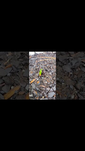 Grow! Plant back from the dead. #gardenbeds #garden #raisedbeds