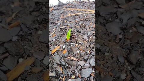 Grow! Plant back from the dead. #gardenbeds #garden #raisedbeds