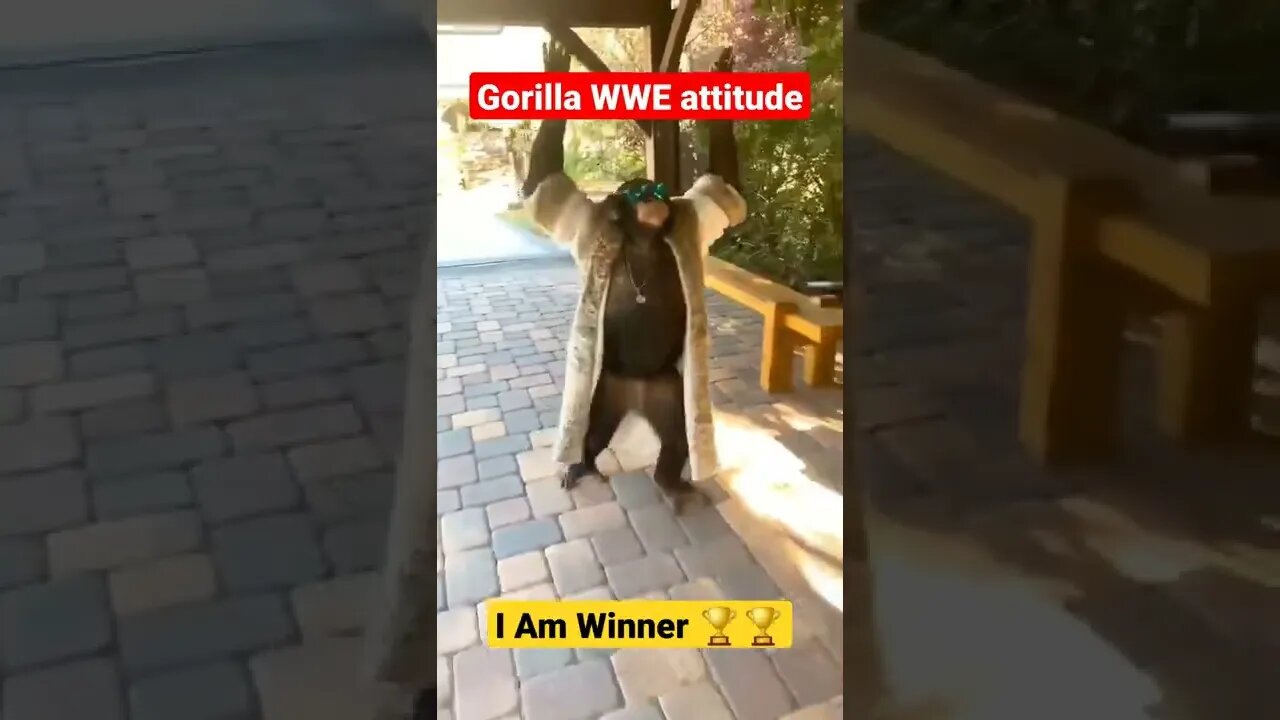 Wwe gorilla|chimpanzee fight|American chimpanzee|ukraine news|funny gorilla|#GigoX#gorillas#wwe