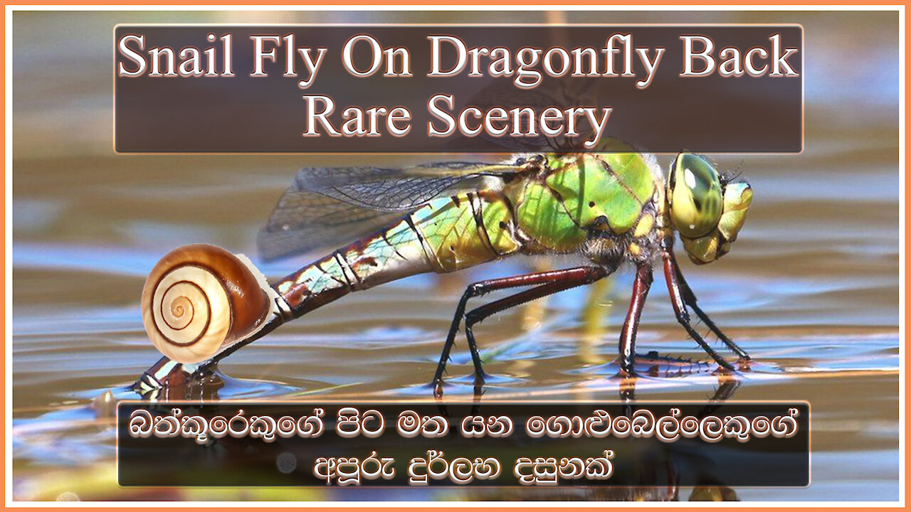 Snail Fly On Dragonfly Back | Rare Scenery | බත්කූරෙකුගේ පිට මත යන ගොළුබෙල්ලෙකුගේ අපූරු දුර්ලභ දසුනක්