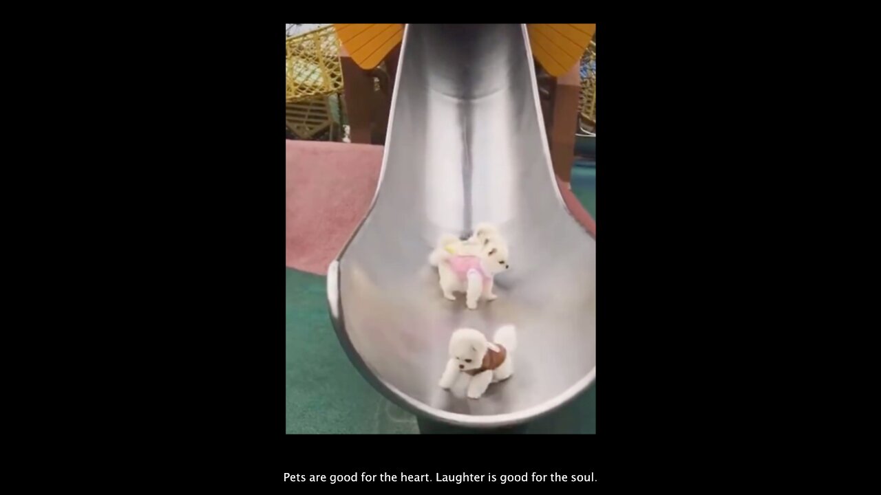 Cute Dogs on a slide - Funny Dog Compilation Video #3