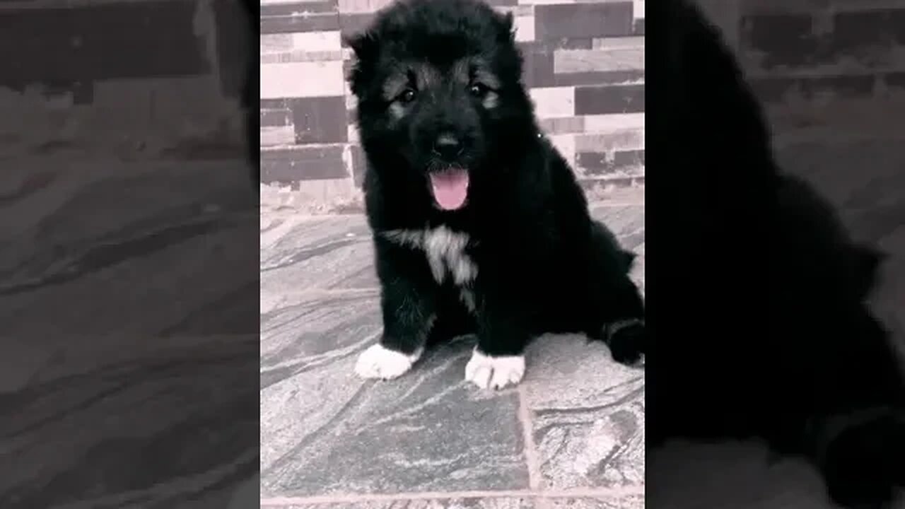 cutest puppy #shorts