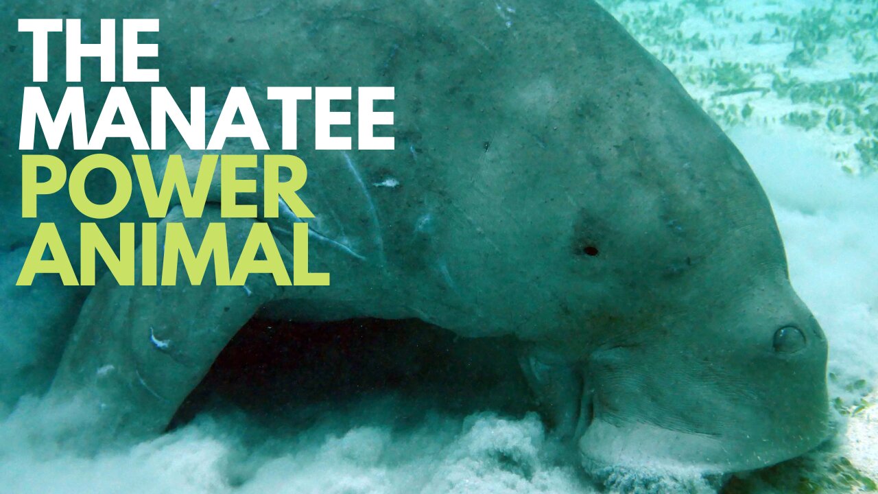 Manatee Power Animal