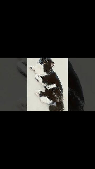 Besharam Rang - #cutecat #cats #leo #leo #support #supportmychannel #blackcats #brown #white #milo