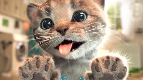 Cats - Cute and Funny Cat Videos
