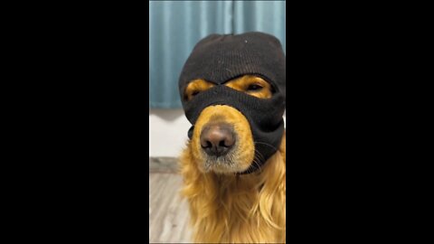 dog is planning for robbery with attitude