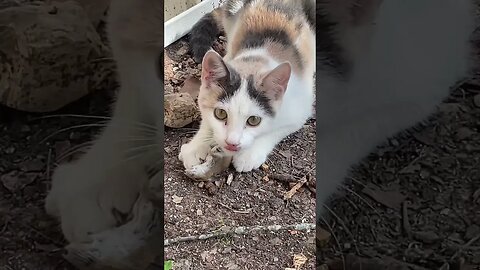 First kill #kitten #mouse #arkansas