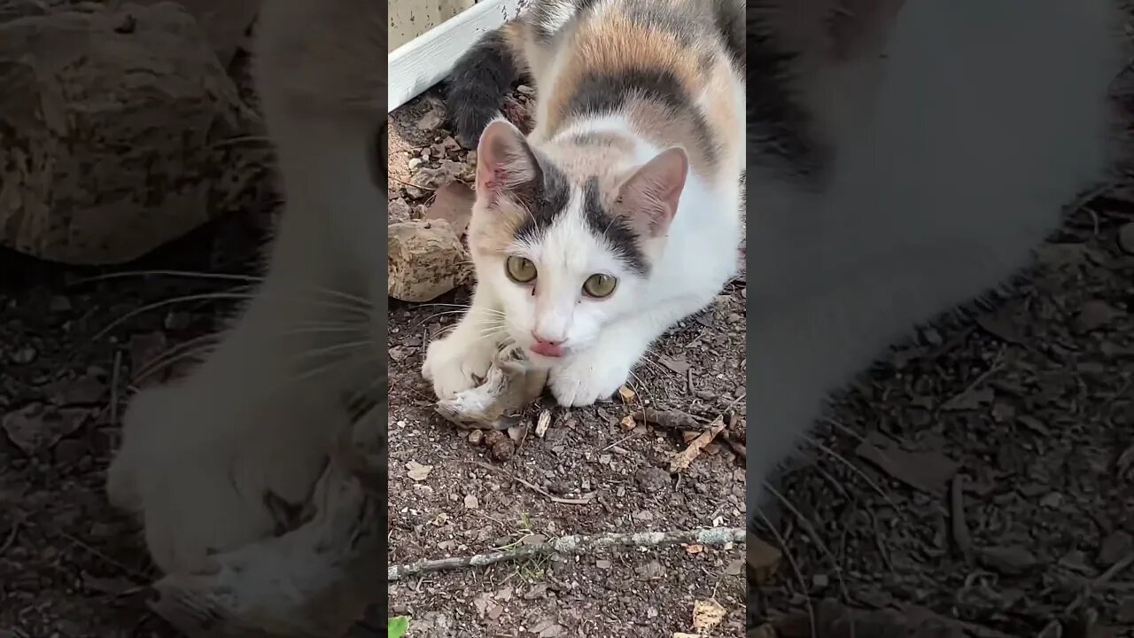 First kill #kitten #mouse #arkansas
