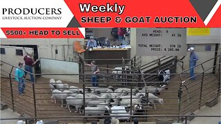 5/30/2023 - Producers Livestock Auction Company Sheep & Goat Auction