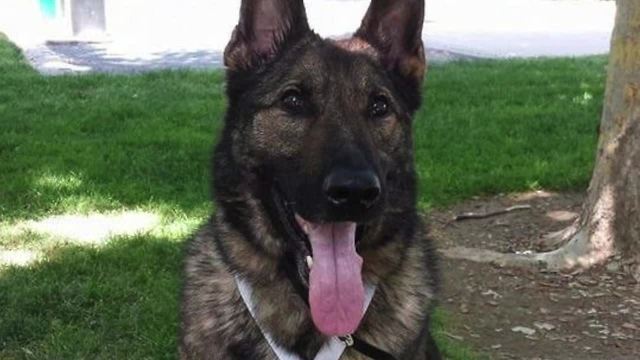 Airline mix-up sends dog to Japan instead of KC