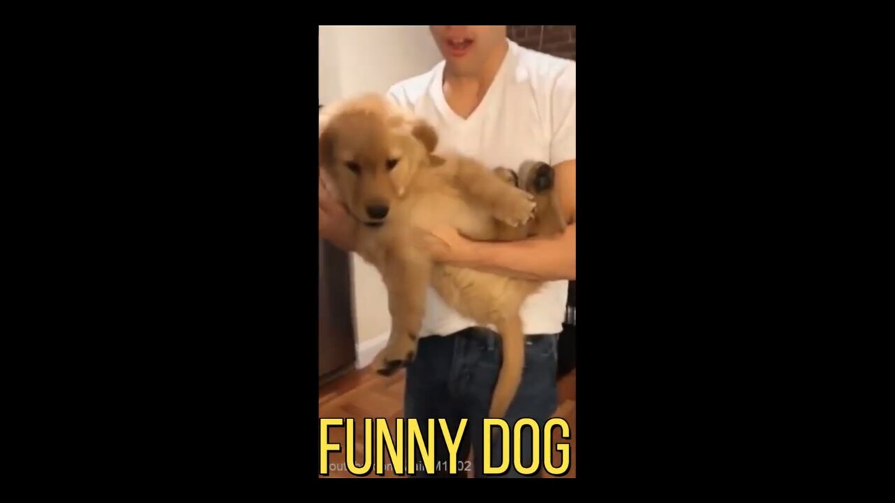 cute Dog🤣Funny Dog Videos 2022🤣🐶It's time to LAUGH with Dog's life #shotts #dogtraining #dog #dogs