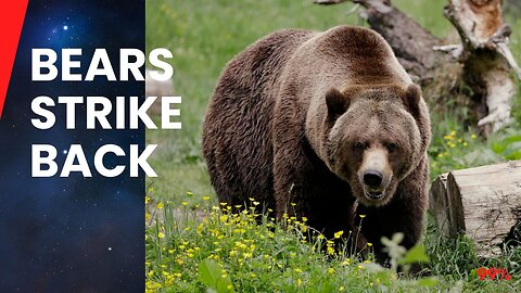 3 Bear Attacks That'll Shock You!