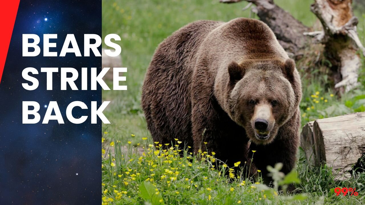 3 Bear Attacks That'll Shock You!