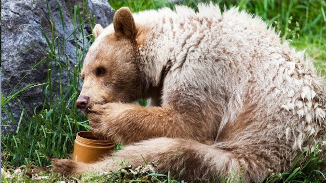 Hungry and Curious Bears Searching For Food.