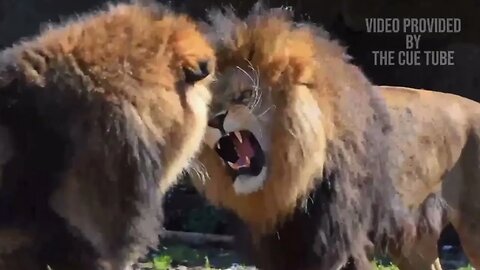 How to manifest with Genus-Panthera: The secret
