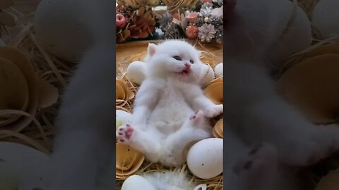 #shorts Смешные Коты Из Тик Тока 109 Funny Cats From Tiktok