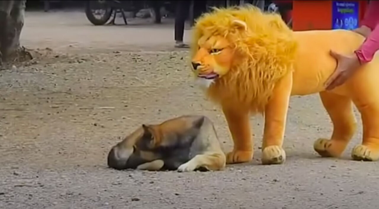 Troll Prank Dog Funny & fake Lion and Fake Tiger Prank To dog & Huge Box Prank to dog