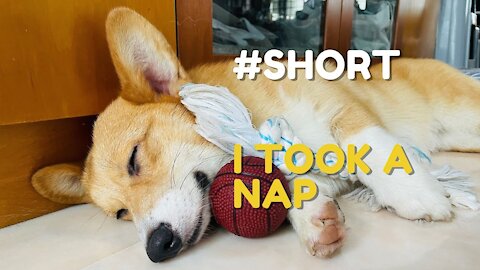 Shinji The Corgi- I Took A Nap Tiktok #short