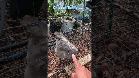 Chicken Tunnel protection from aerial predators