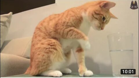 Cat Thoroughly Confused By Carbonated Drink Has The Funny Reaction