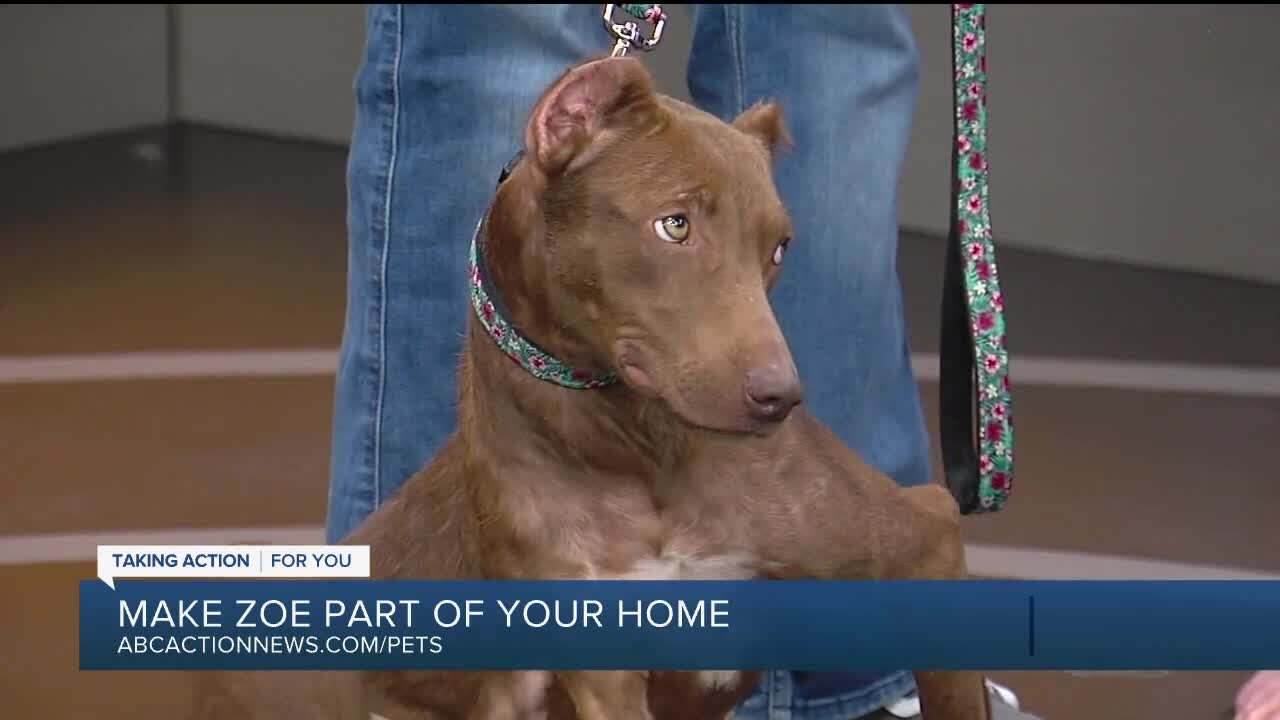 Rescues in Action: Zoe (previously Brownie)