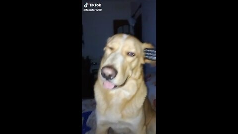 Funny dog clip xD