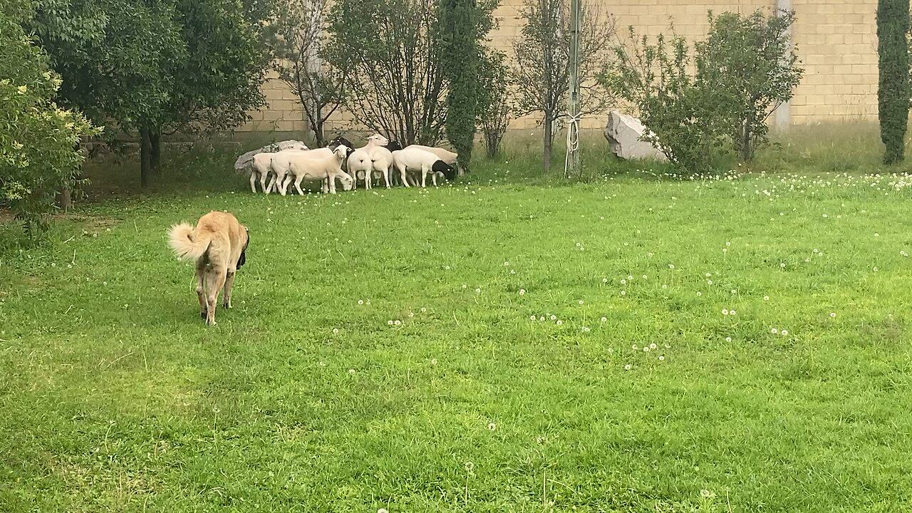 Kangal Turco, Rancho Las Ardillas