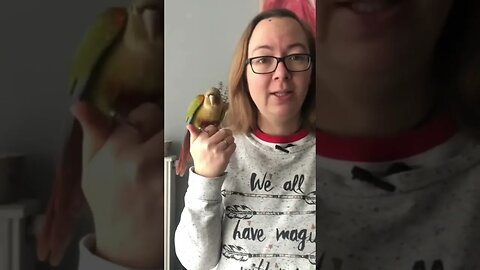 Mojito présente la vidéo ! #perroquet #conure #laprophetiedesandes