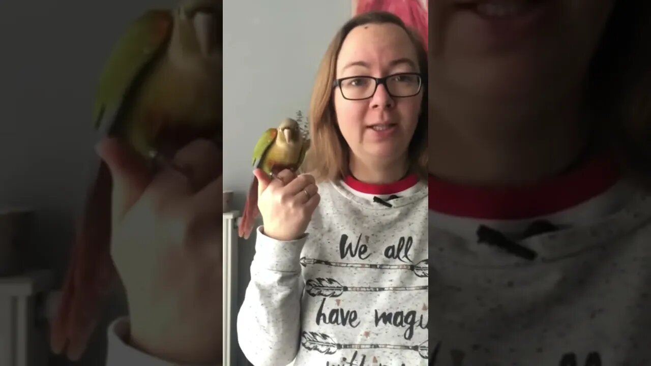 Mojito présente la vidéo ! #perroquet #conure #laprophetiedesandes