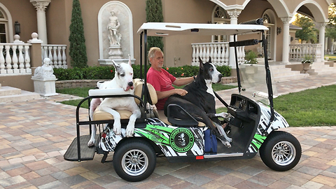 Relaxed Great Danes Enjoy a Cart Ride