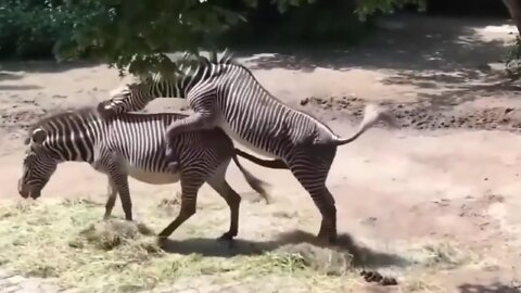 Zebra mating on my Farm