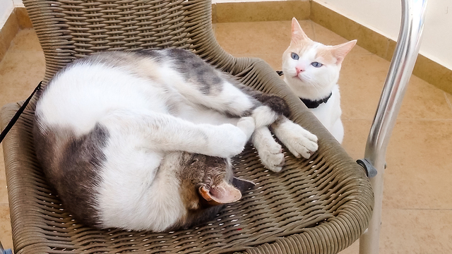 Cat Got Very Upset Because Another Cat Stole His Favorite Spot