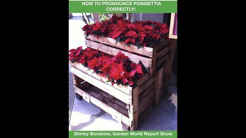 How to Pronounce Poinsettia Correctly