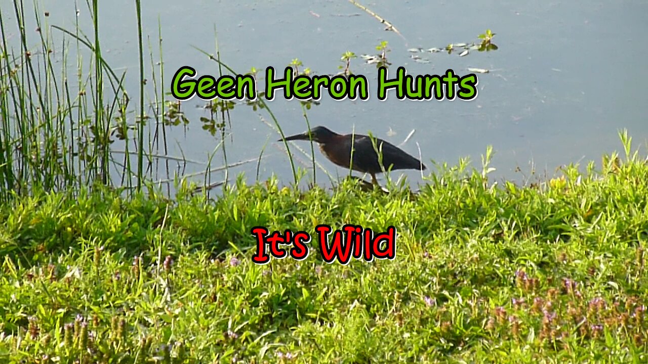 Green Heron Hunts