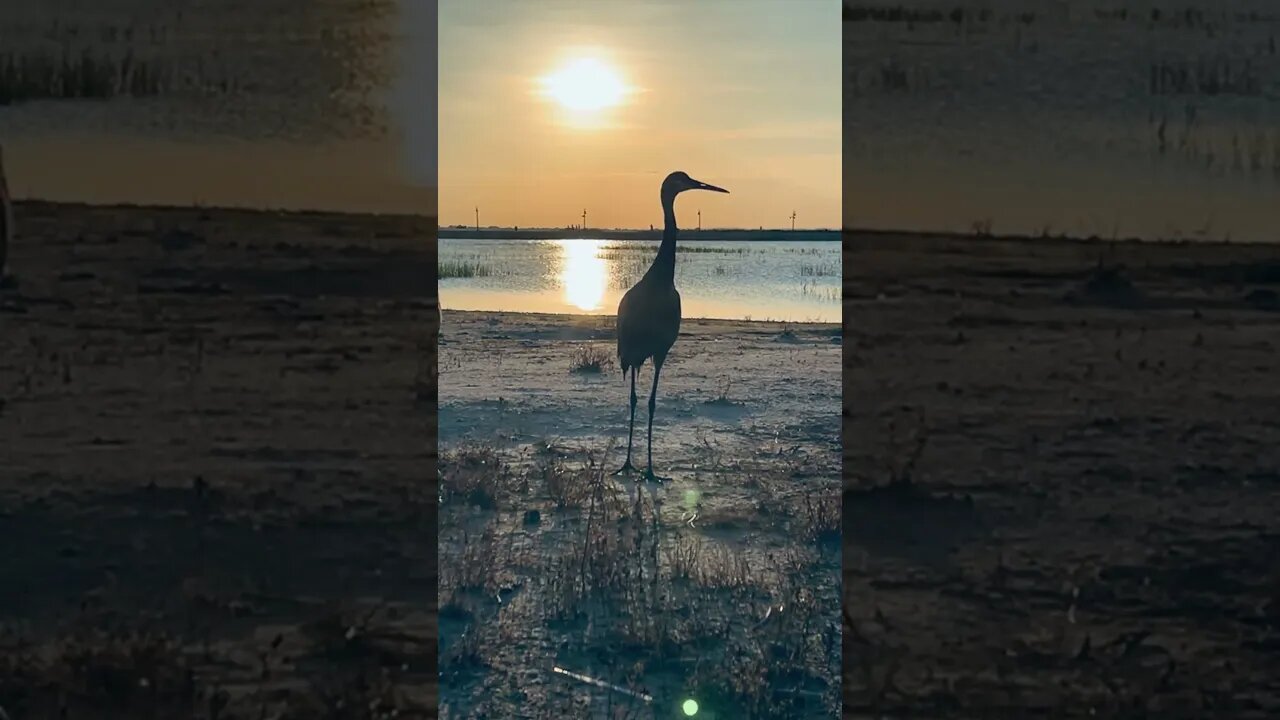 Sand Hill Cranes at sunset
